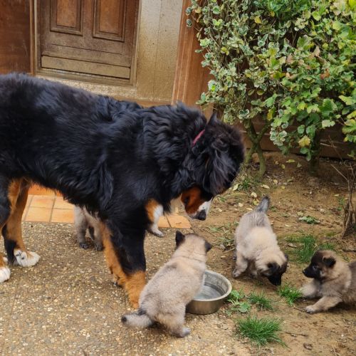 Magnifique chiot tervueren