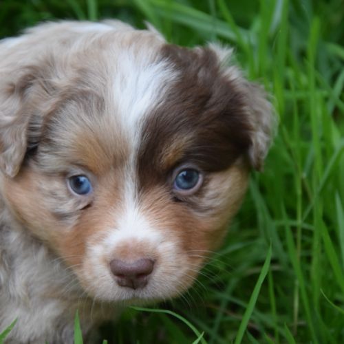 Chiots willyfriend lof