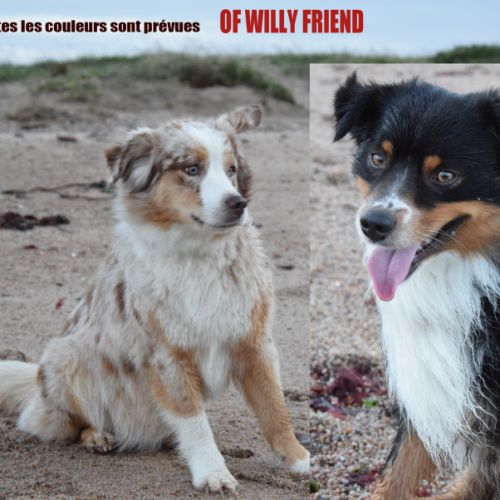 Chiots willyfriend lof