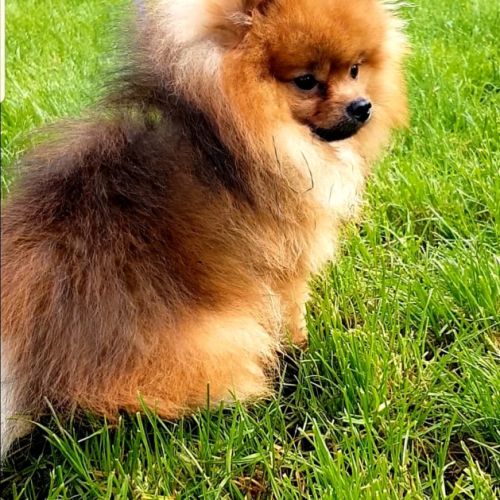 Kai pour saillie, petit chien, grand caractère