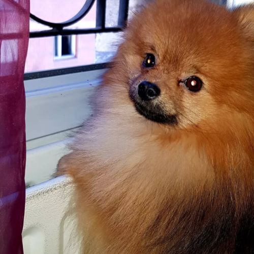 Kai pour saillie, petit chien, grand caractère