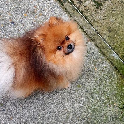 Kai pour saillie, petit chien, grand caractère