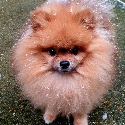 Kai pour saillie, petit chien, grand caractère