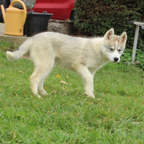 Magnifiques chiots femelles husky à vendre
