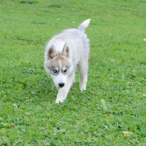 Magnifiques chiots femelles husky à vendre