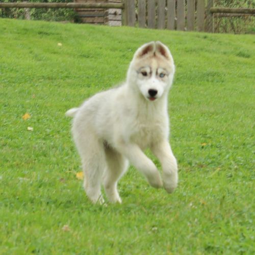Magnifiques chiots femelles husky à vendre