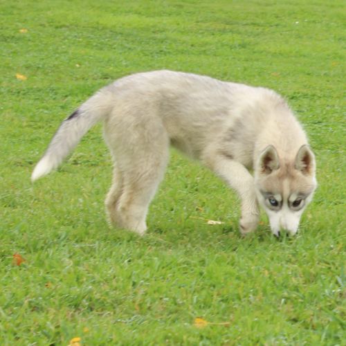 Magnifiques chiots femelles husky à vendre
