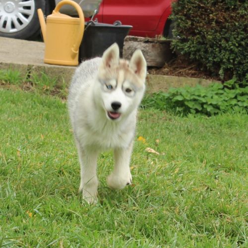 Magnifiques chiots femelles husky à vendre