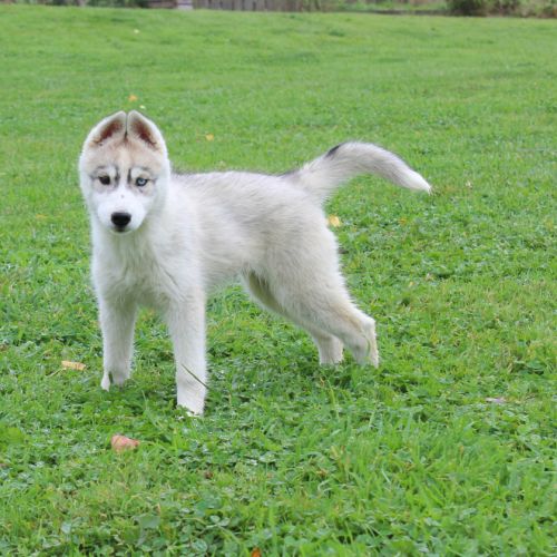 Magnifiques chiots femelles husky à vendre