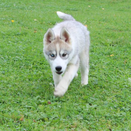 Magnifiques chiots femelles husky à vendre