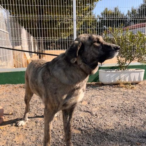 Valentina, une magnifique mastine au grand coeur ,