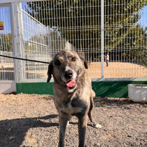 Valentina, une magnifique mastine au grand coeur ,