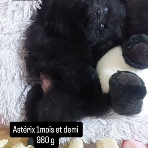 Chiot spitz nain / pomeranian