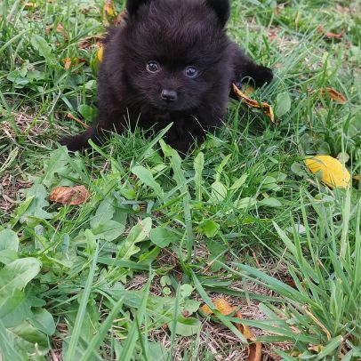 Chiot spitz nain / pomeranian