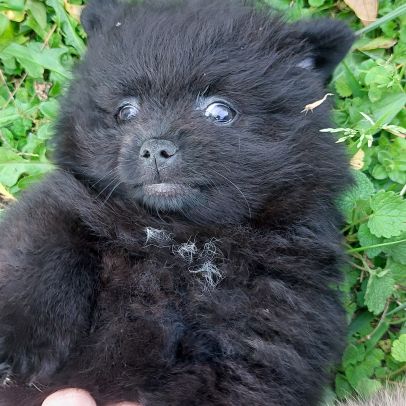 Chiot spitz nain / pomeranian