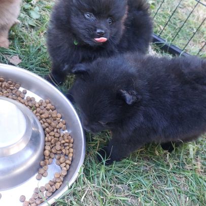 Chiot spitz nain / pomeranian