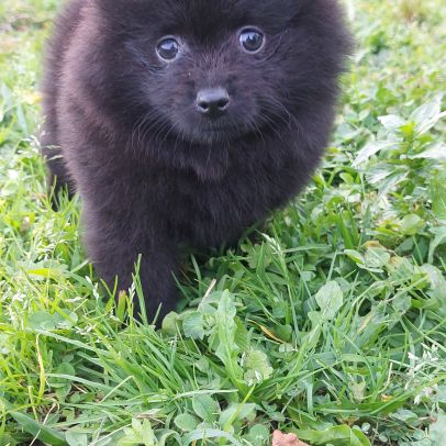 Chiot spitz nain / pomeranian