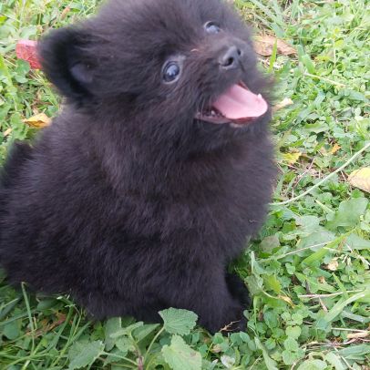 Chiot spitz nain / pomeranian