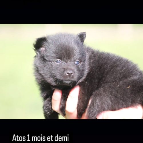 Chiot spitz nain / pomeranian