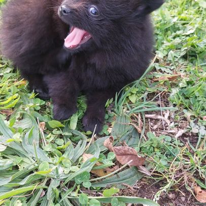Chiot spitz nain / pomeranian