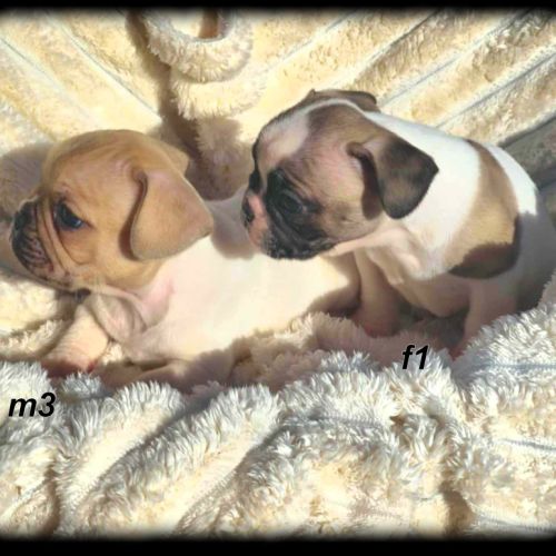 Chiots bouledogue français