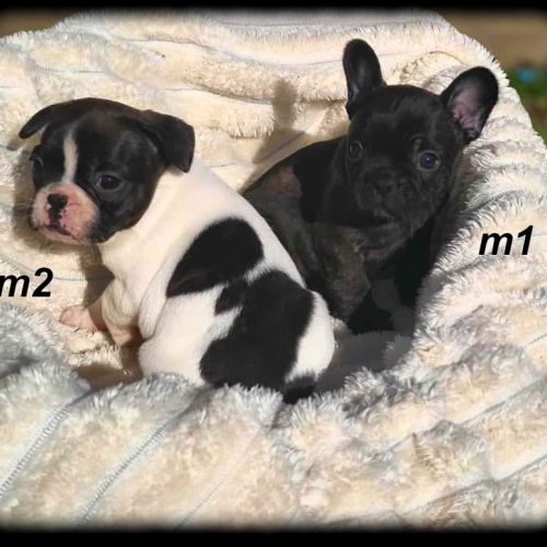 Chiots bouledogue français