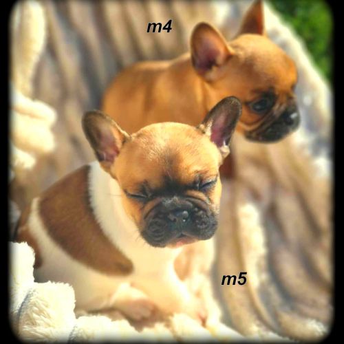 Chiots bouledogue français