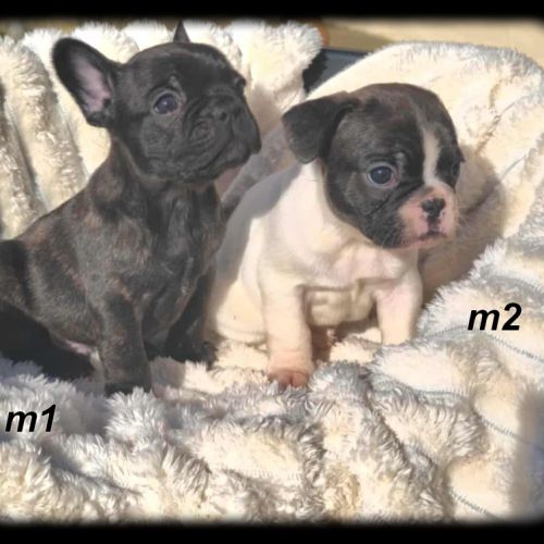 Chiots bouledogue français