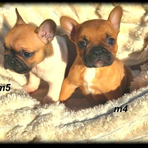 Chiots bouledogue français