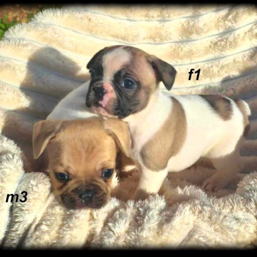 Chiots bouledogue français