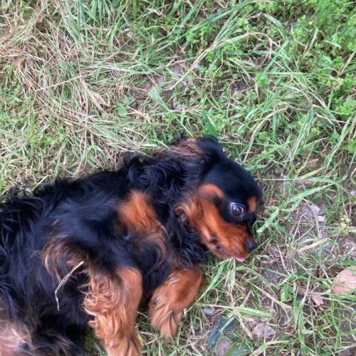 Jeune et beau male cavalier king charles lof noir