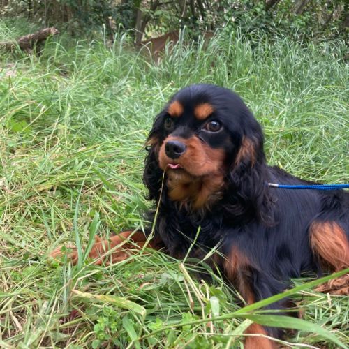 Jeune et beau male cavalier king charles lof noir