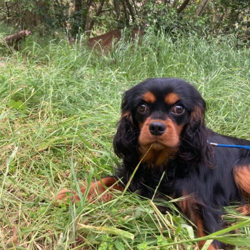 Jeune et beau male cavalier king charles lof noir