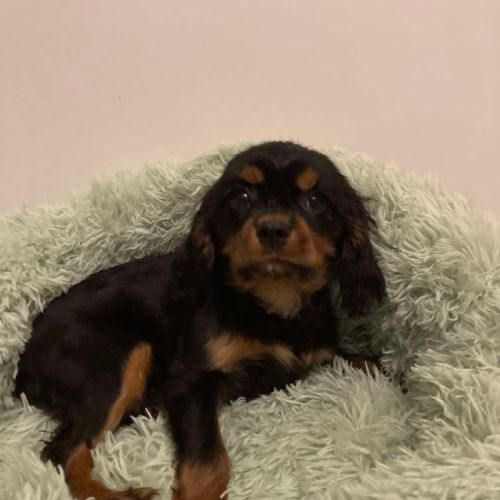 Jeune et beau male cavalier king charles lof noir