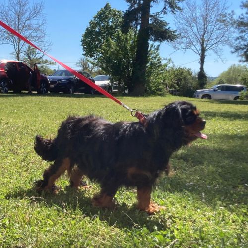 Jeune et beau male cavalier king charles lof noir
