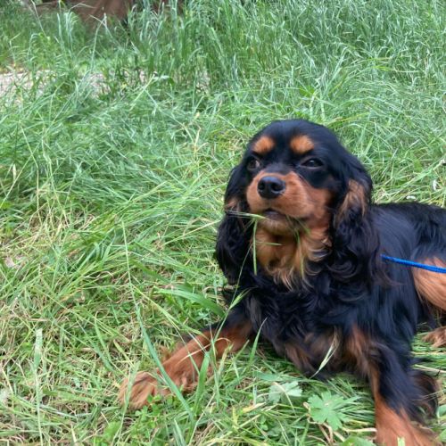 Jeune et beau male cavalier king charles lof noir
