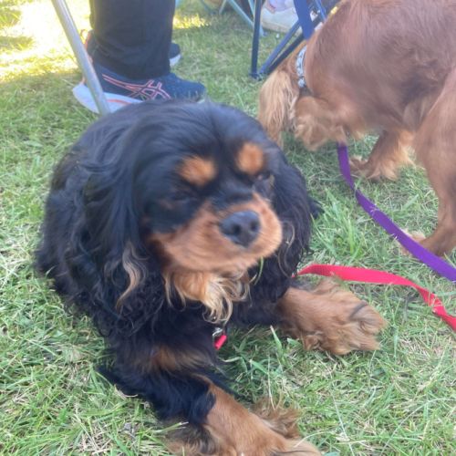 Jeune et beau male cavalier king charles lof noir