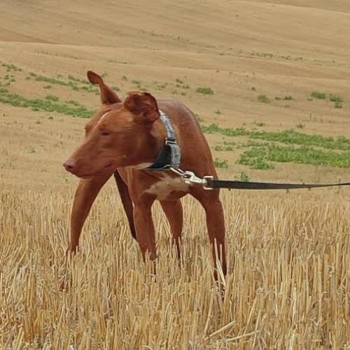 Futur, 2 ans et demi – podenco mâle 💛