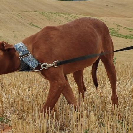 Futur, 2 ans et demi – podenco mâle 💛
