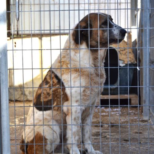 Merveilleuse mastine, 8 ans, fidèle et attachante