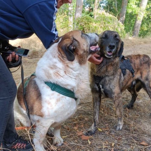 Merveilleuse mastine, 8 ans, fidèle et attachante
