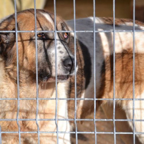 Merveilleuse mastine, 8 ans, fidèle et attachante