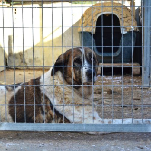 Merveilleuse mastine, 8 ans, fidèle et attachante