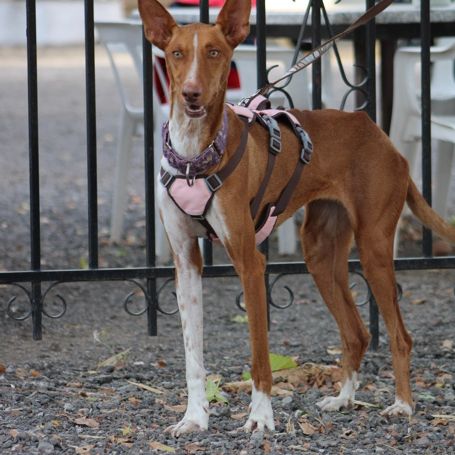 Reina, une jeune podenca de toute beauté