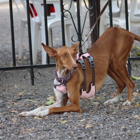 Reina, une jeune podenca de toute beauté