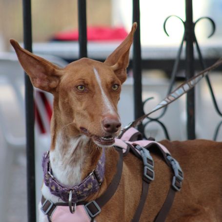 Reina, une jeune podenca de toute beauté