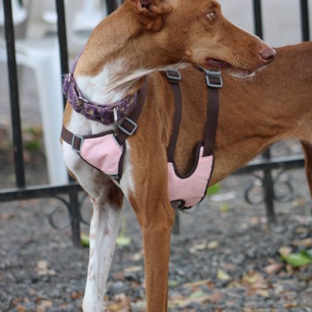 Reina, une jeune podenca de toute beauté