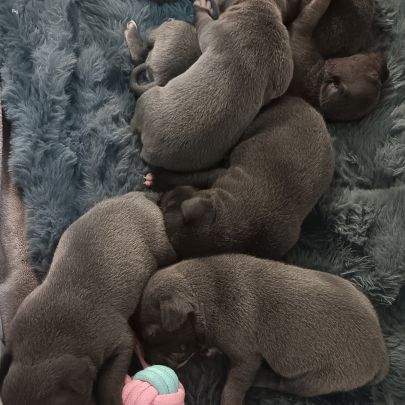 Chiots staffie bleu lof