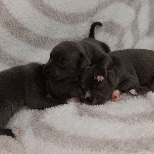 Chiots staffie bleu lof