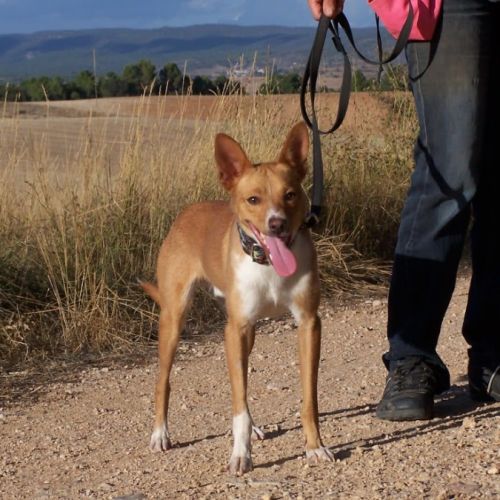 Colibri  1 an, petit chien affectueux et adorable